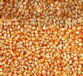 農(nóng)副產(chǎn)品銷(xiāo)售 連接田間與餐桌的專(zhuān)業(yè)橋梁